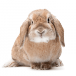 Conejo Holland Lop